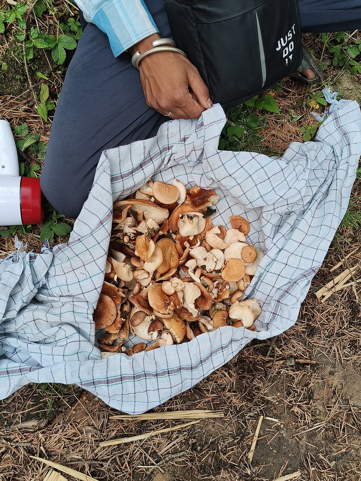 A collection of various wild foraged mushrooms in a cloth bag