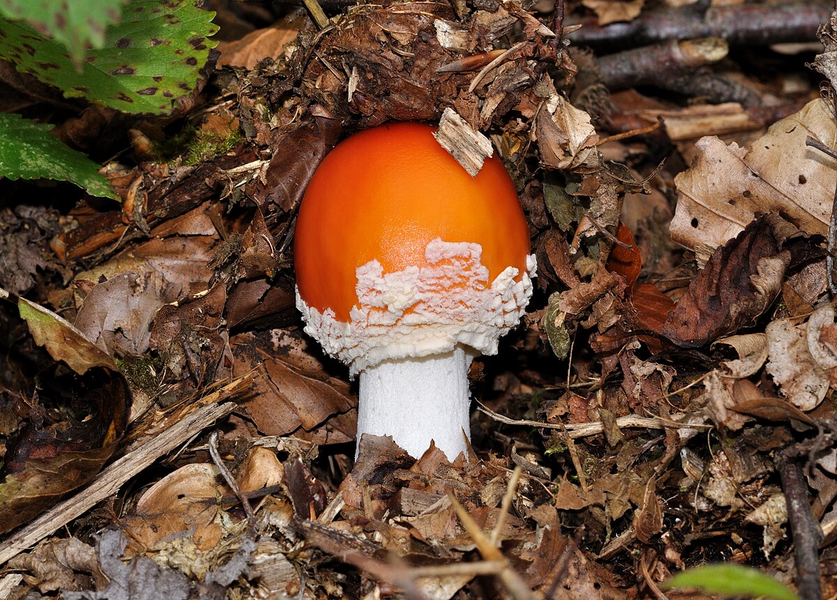 Amanita muscaria fly agaric mushroom with iconic red-orange cap and white stem on forest floor