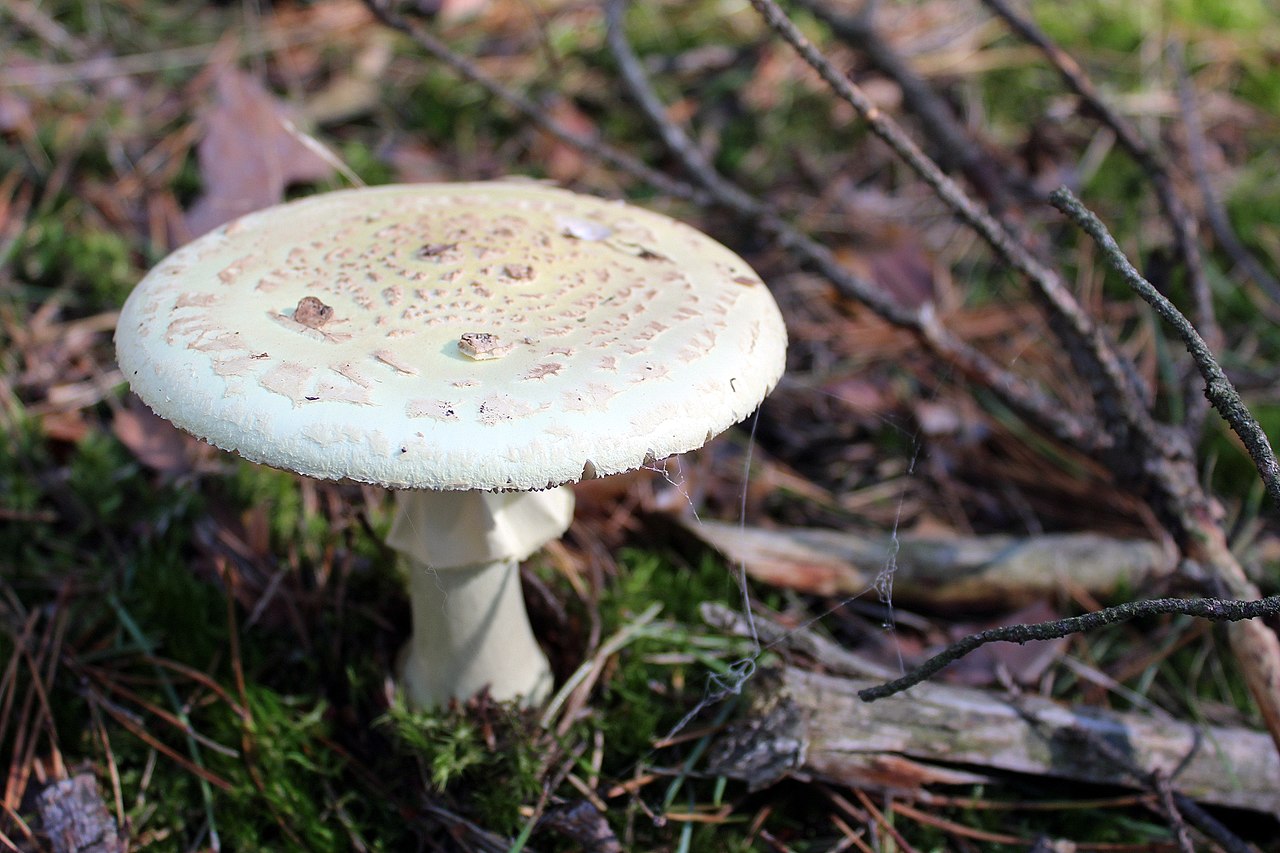 Amanita phalloides death cap mushroom growing on a forest floor