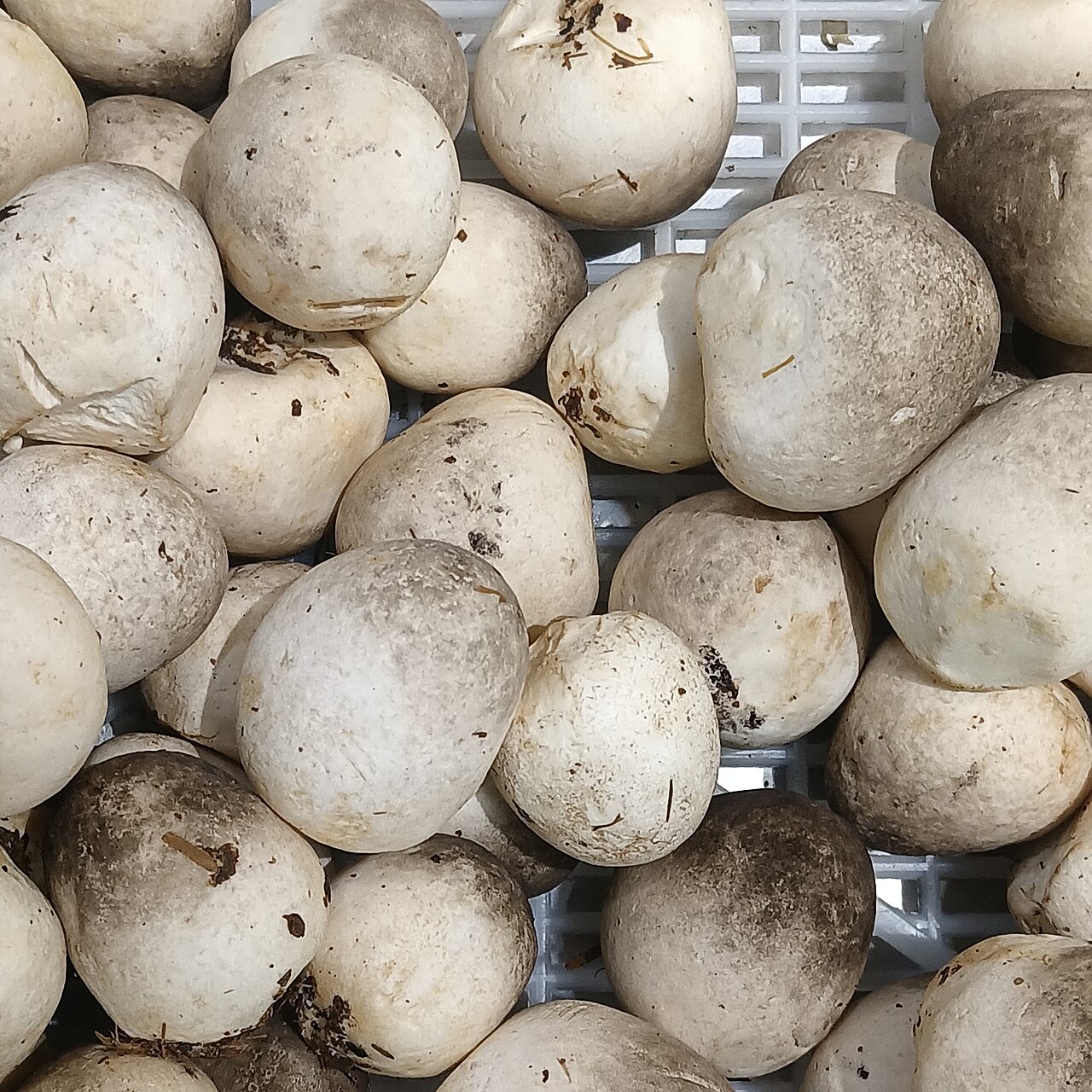 Paddy straw mushrooms (Volvariella volvacea), an edible species that closely resembles the deadly death cap