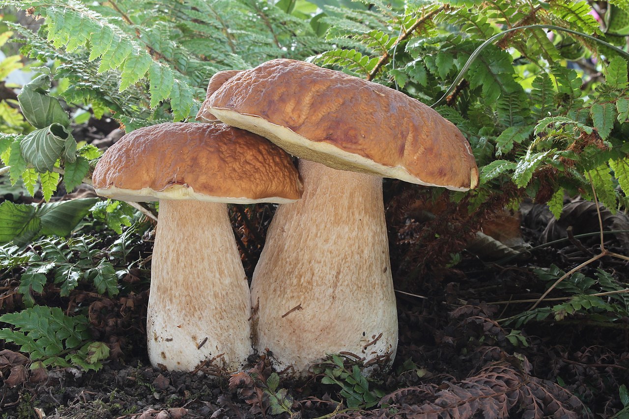 Porcini mushroom (Boletus edulis) growing in a Bavarian forest