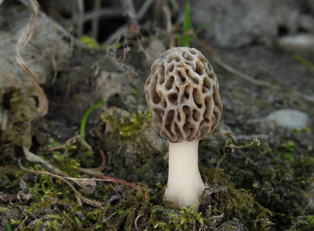 Morel mushroom (Morchella esculenta) with its distinctive honeycomb cap