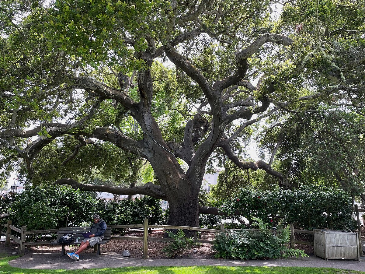 A massive coast live oak tree in Devendorf Park, Carmel, California