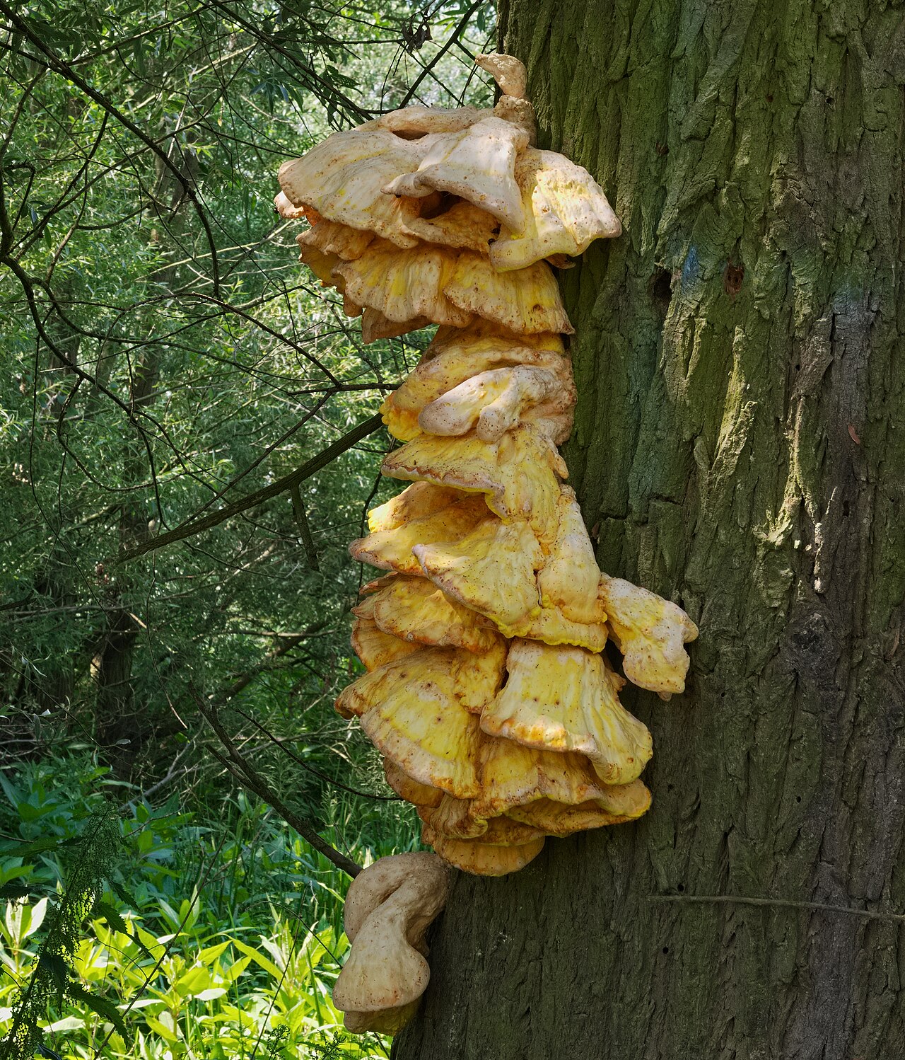 Chicken of the woods (Laetiporus sulphureus) growing in bright orange shelves on a tree trunk