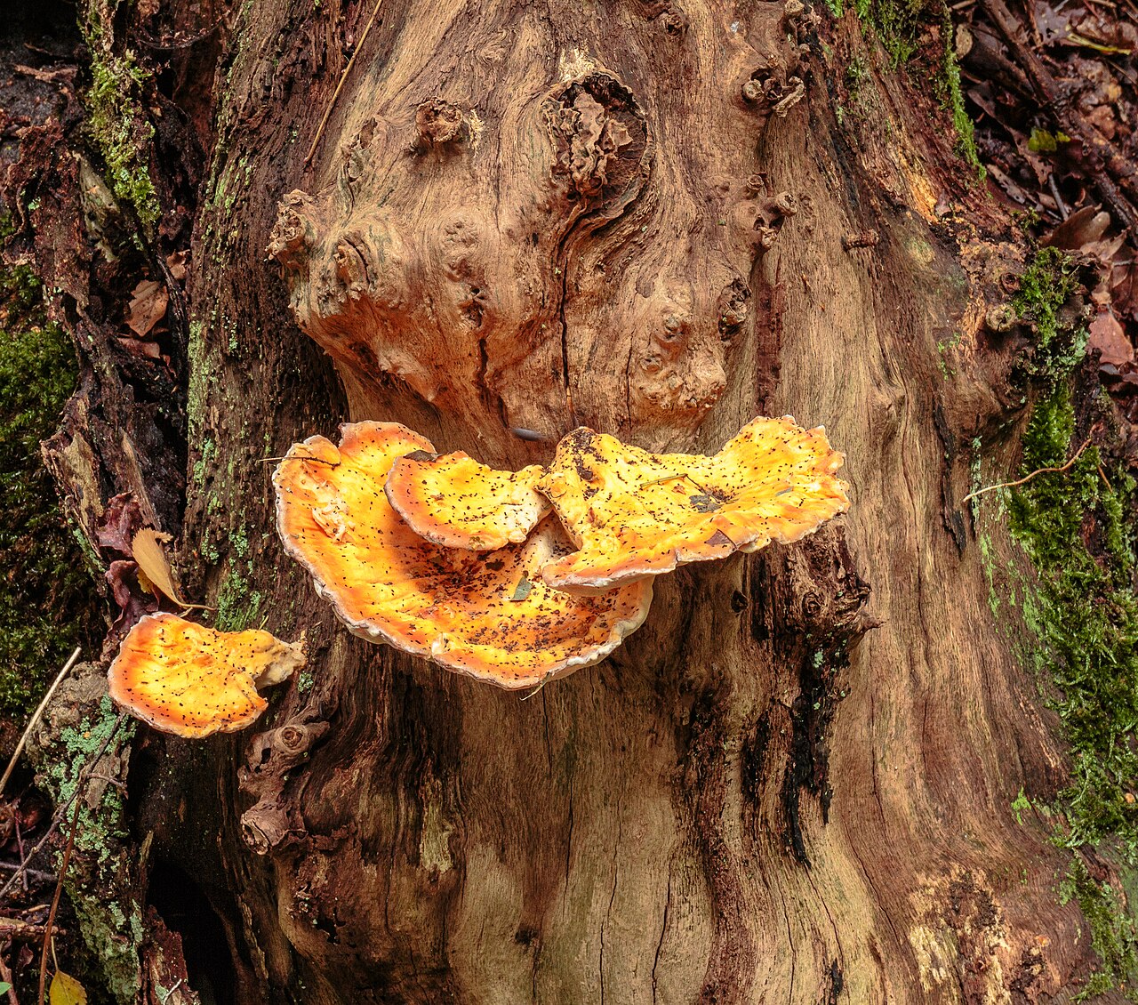 Laetiporus sulphureus growing on a tree stump in a forest setting