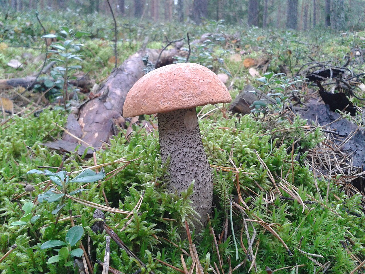 A wild Leccinum mushroom growing on the forest floor among autumn leaves in a Polish woodland
