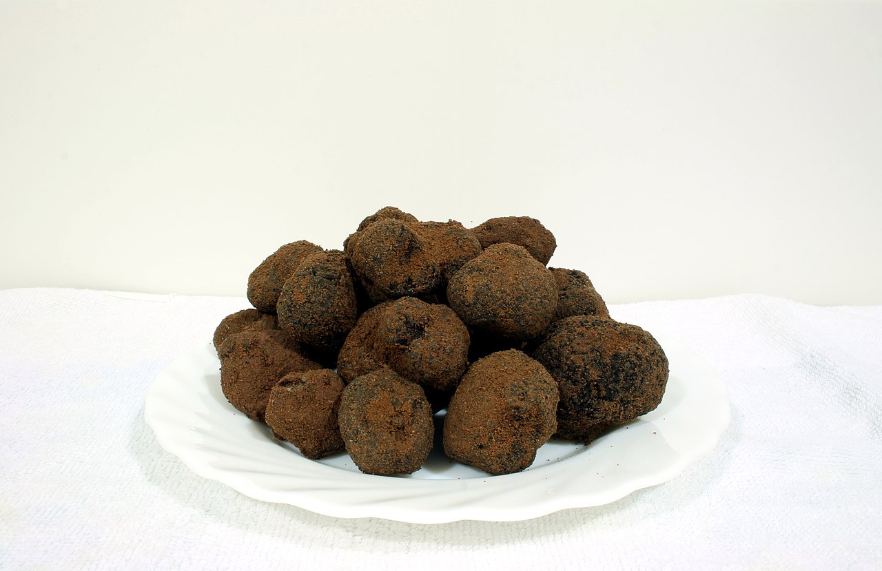 A freshly harvested Perigord black truffle (Tuber melanosporum) showing its dark warty exterior