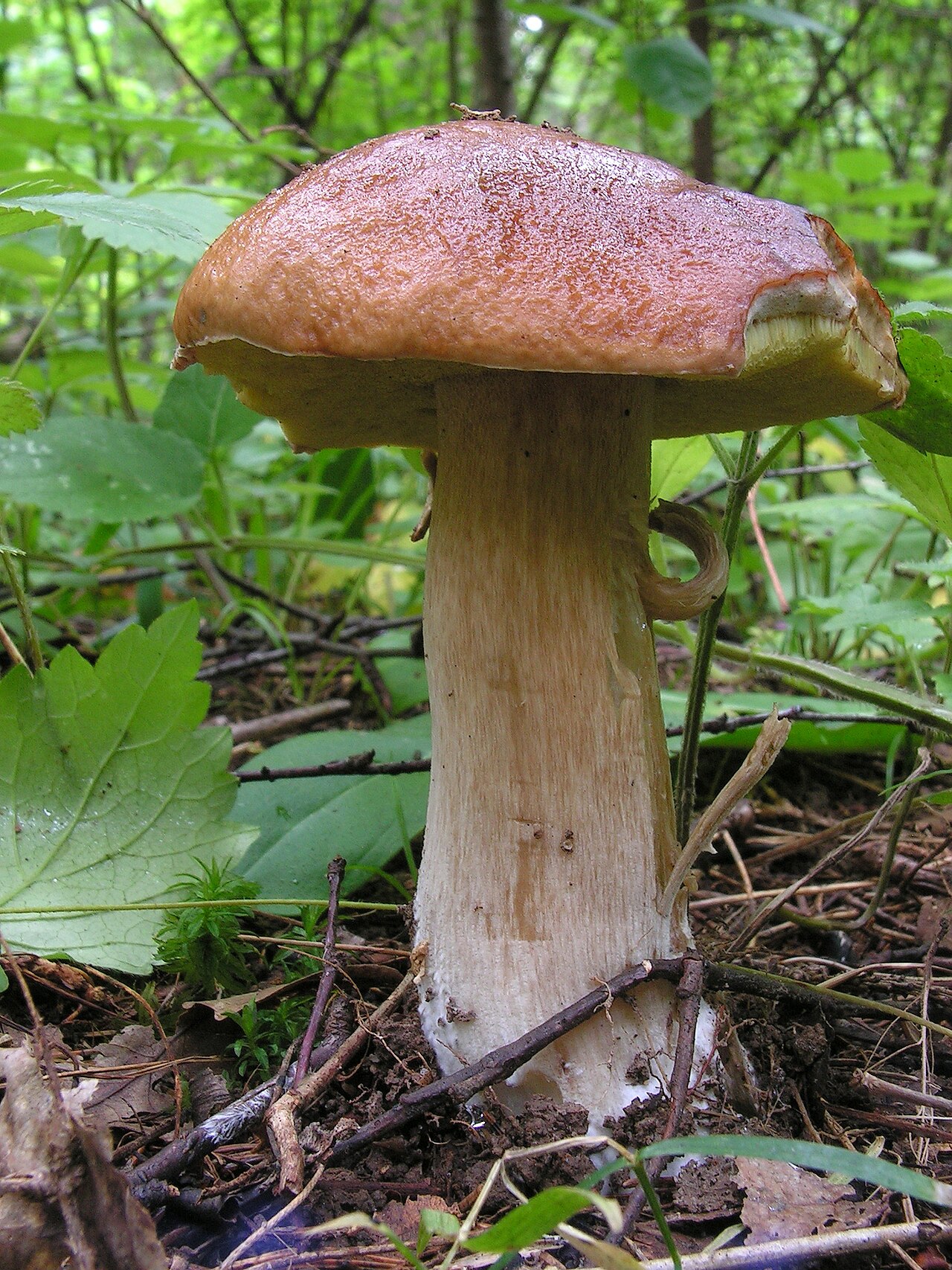 Fresh porcini mushroom (Boletus edulis) with its thick white stem and brown cap