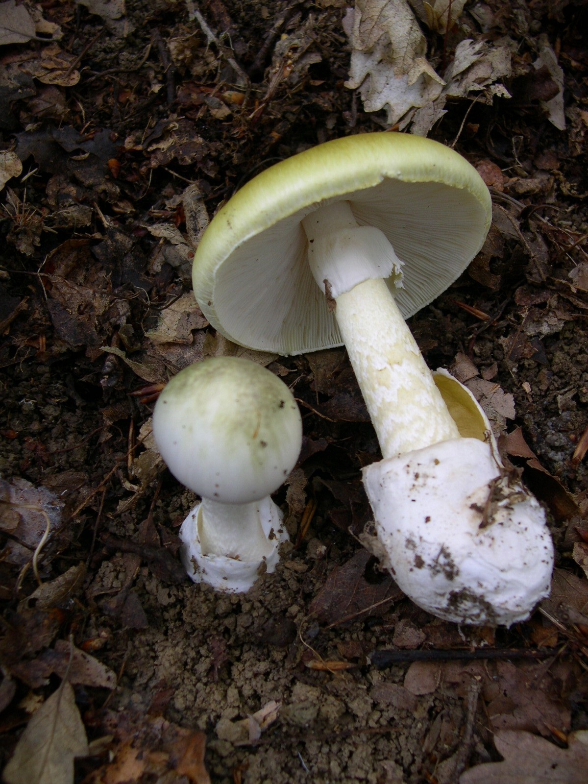 A mature Amanita phalloides death cap mushroom showing its characteristic greenish-yellow cap and white stem with ring