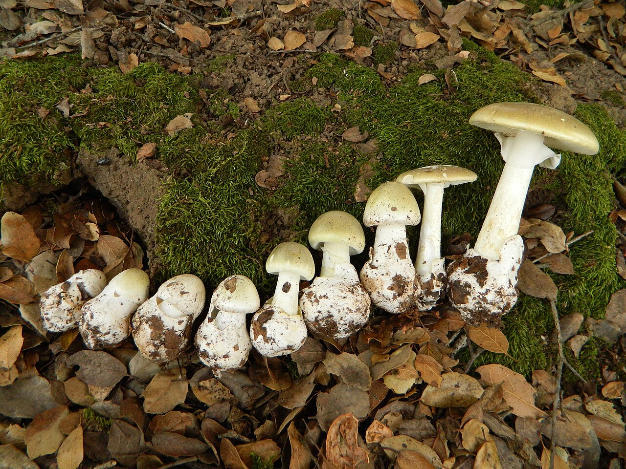 Amanita phalloides death cap mushroom showing the cup-shaped volva at the base of the stem