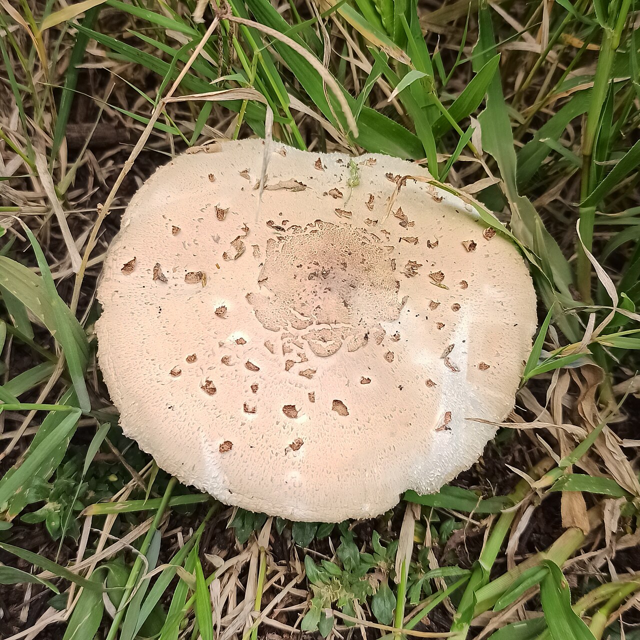 Chlorophyllum molybdites, the most common lawn mushroom that poisons dogs