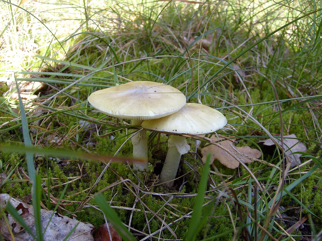 Amanita phalloides death cap mushroom, deadly to dogs