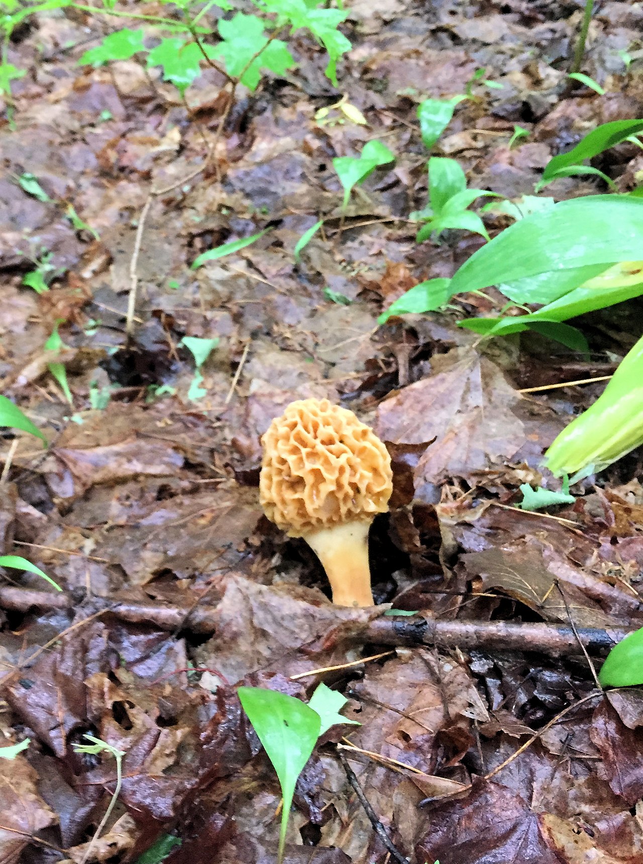 Morel mushroom emerging from leaf litter on the forest floor in spring