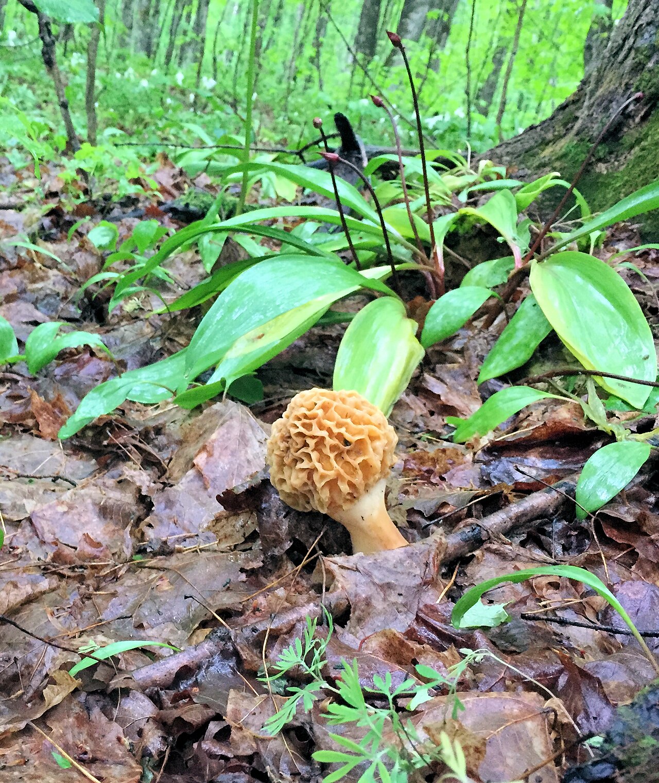 Morel mushroom growing among spring vegetation on the forest floor