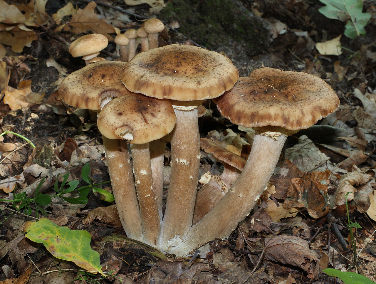 Cluster of honey mushrooms (Armillaria mellea) with golden-brown caps growing at the base of a tree