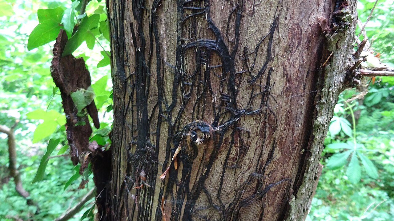 Dark brown Armillaria rhizomorphs — thick, shoestring-like fungal cords — spreading beneath tree bark