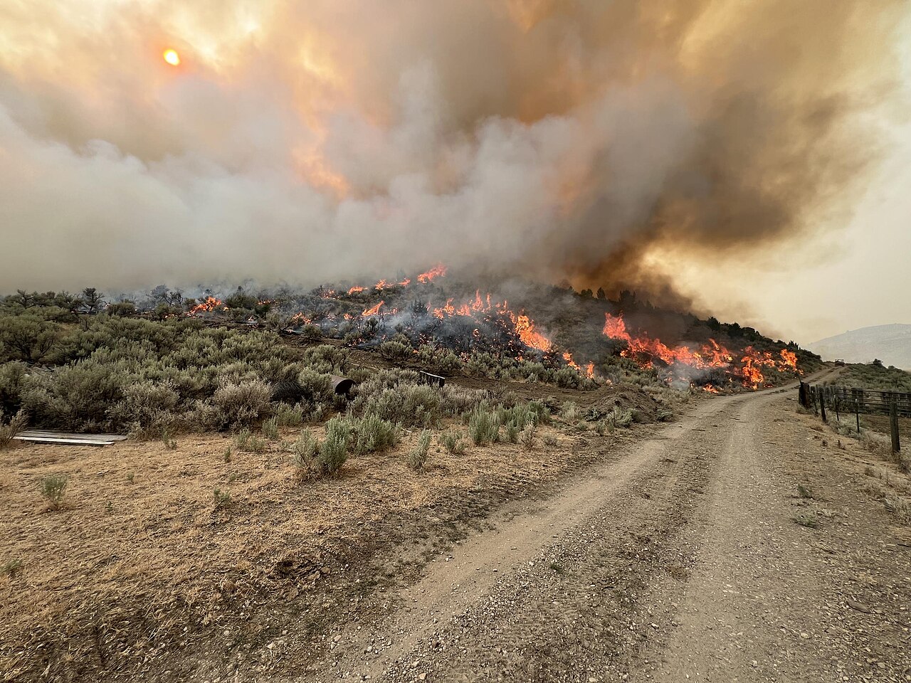 Aerial view of the Malheur National Forest in eastern Oregon showing mixed conifer forest stretching to the horizon