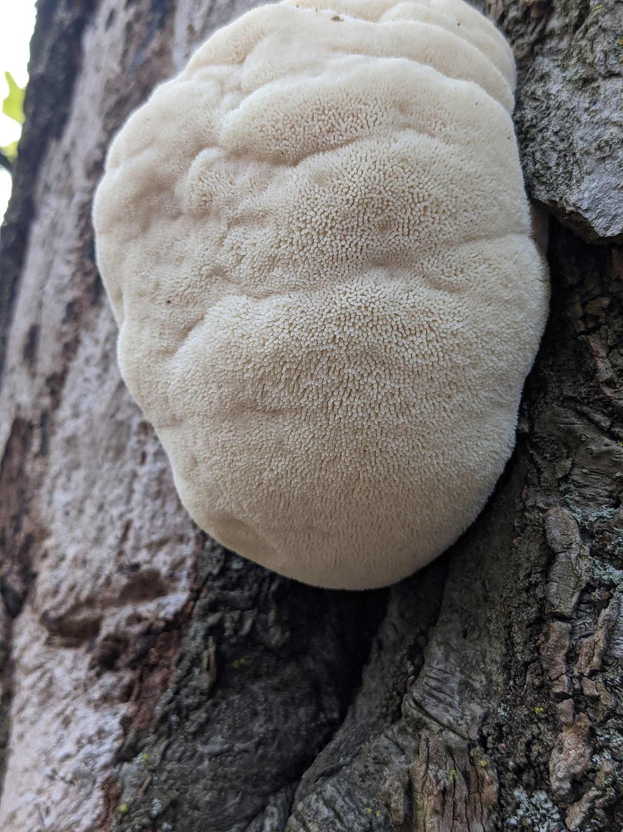 Lion's mane mushroom (Hericium erinaceus) with its distinctive cascading white spines growing on a tree