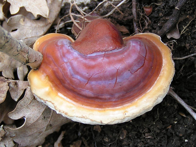 Reishi mushroom (Ganoderma lucidum) with its glossy reddish-brown cap growing on a log