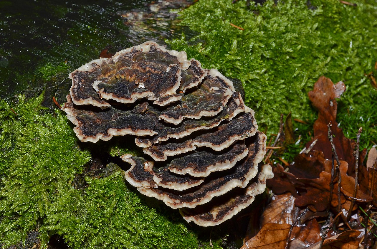 Turkey tail mushroom (Trametes versicolor) showing its colorful concentric bands growing on a log
