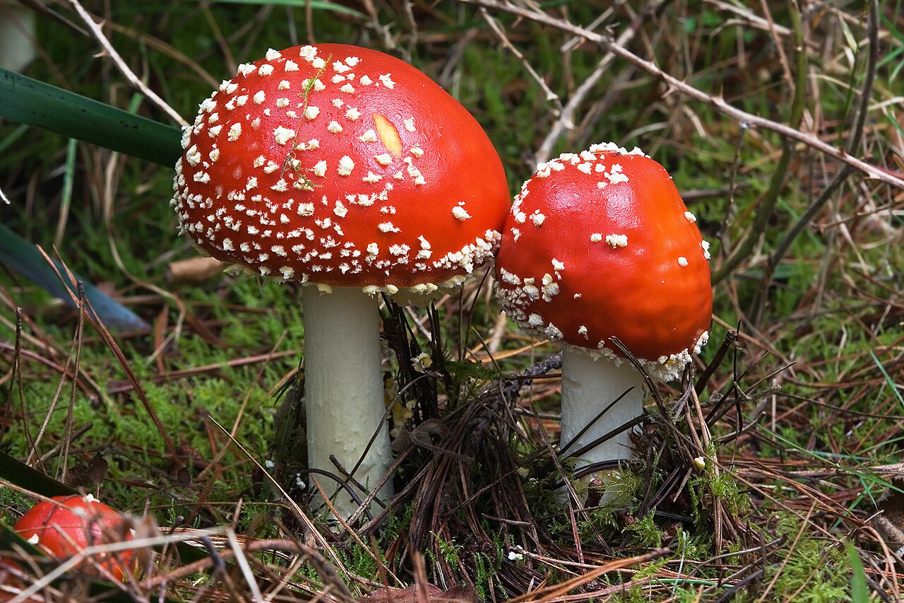 Fly agaric mushroom (Amanita muscaria) with its iconic red cap and white spots in a forest