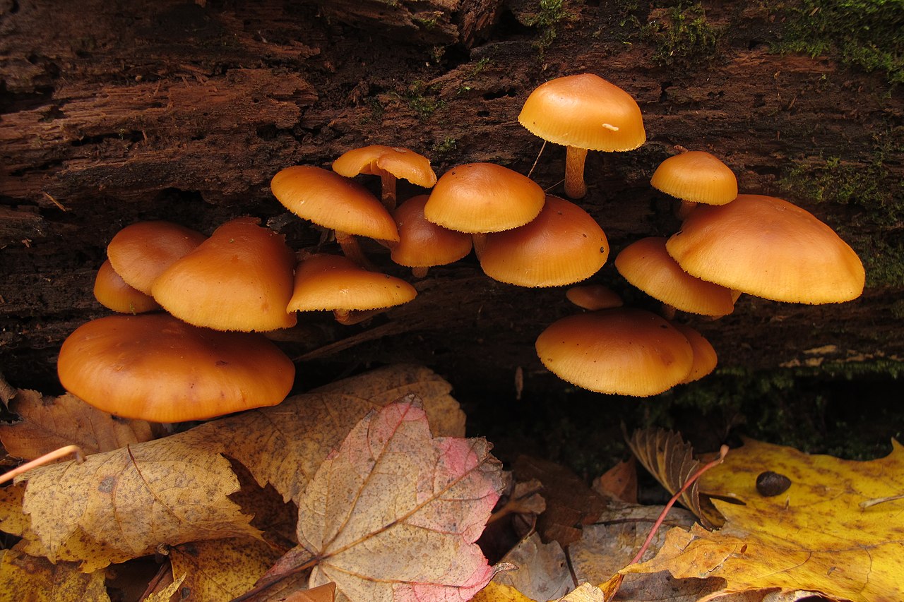 Deadly galerina mushrooms (Galerina marginata) growing in a cluster on decaying wood