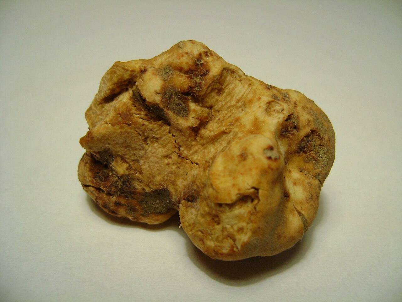 White truffle (Tuber magnatum) freshly unearthed, showing its irregular pale surface