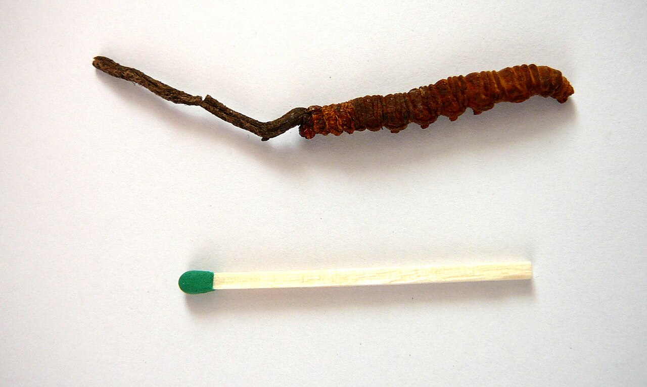 Ophiocordyceps sinensis specimens showing the mummified caterpillar with fungal stalk