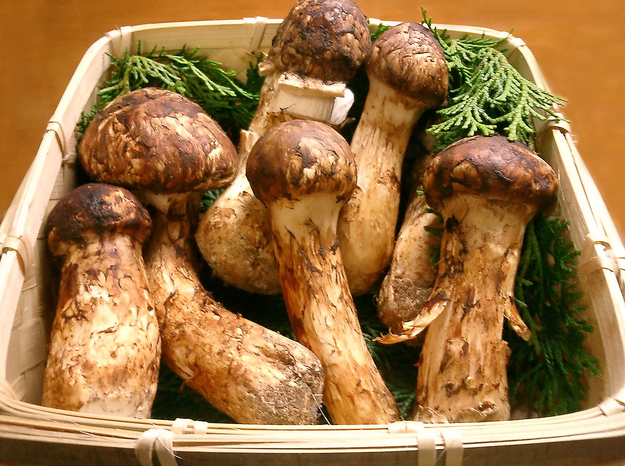 Fresh matsutake mushrooms (Tricholoma matsutake) with thick white stems and brown caps