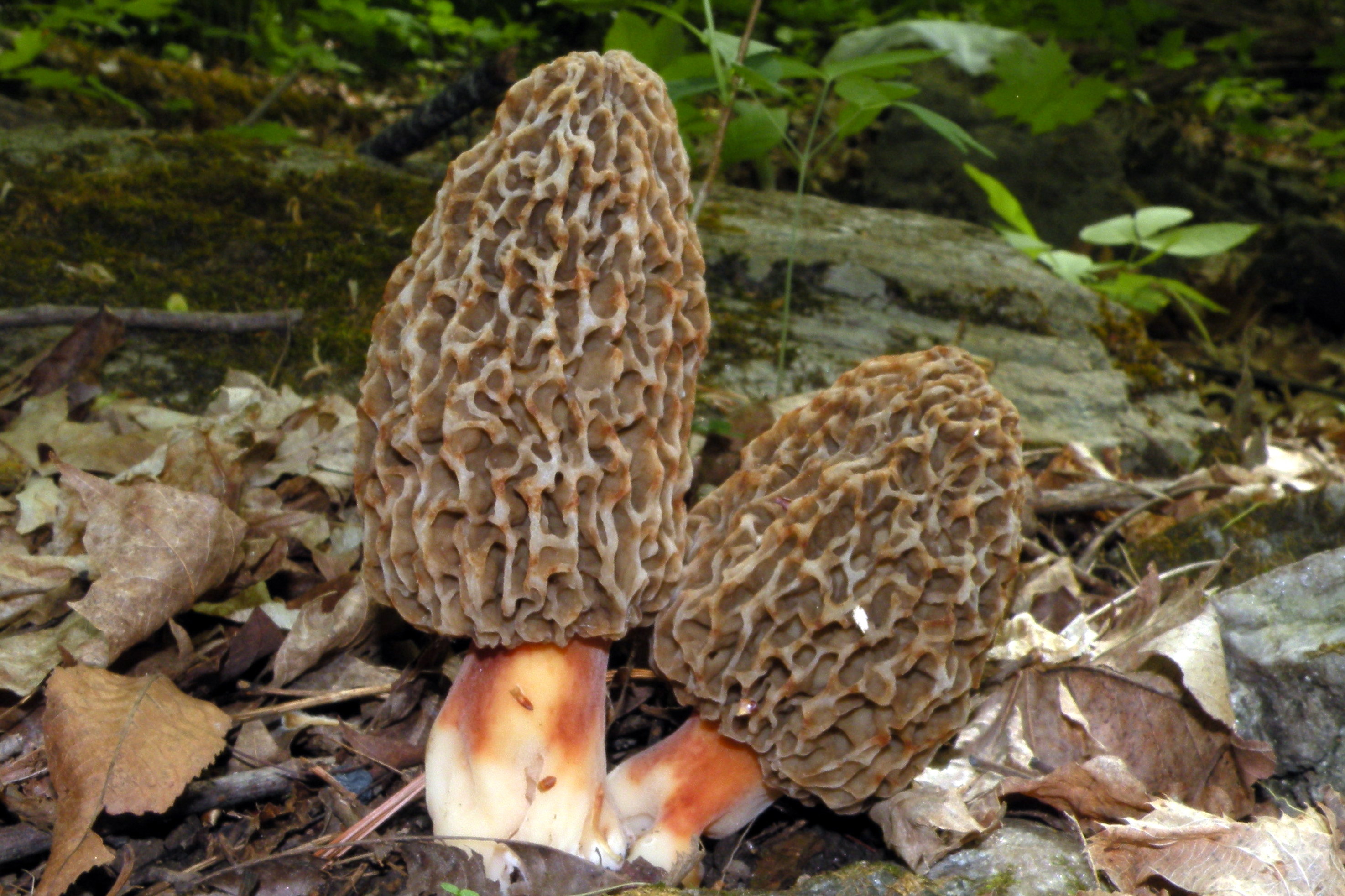 A morel mushroom (Morchella species) with its distinctive honeycomb cap growing in the wild