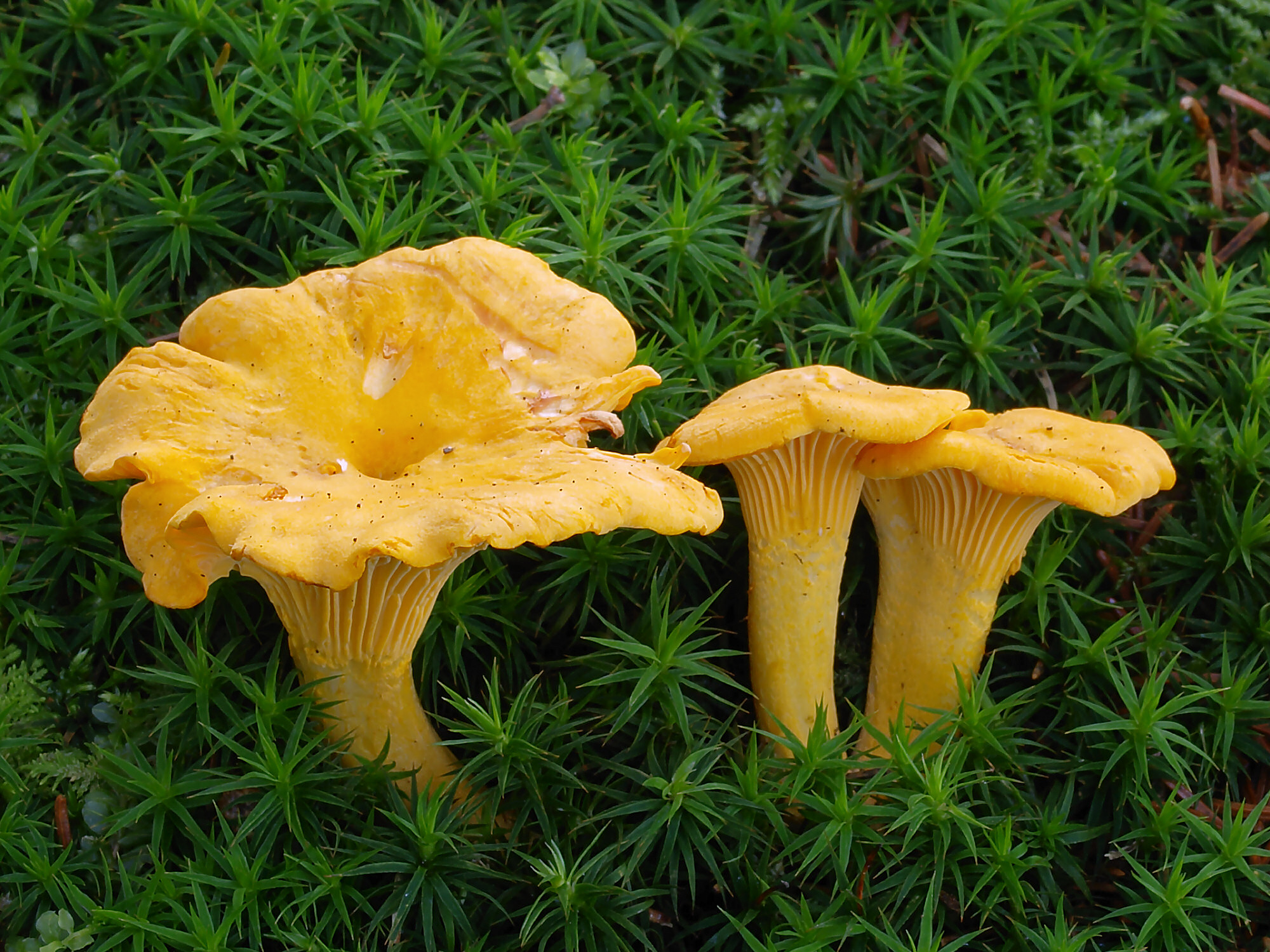 Golden chanterelle mushrooms (Cantharellus cibarius) on the forest floor