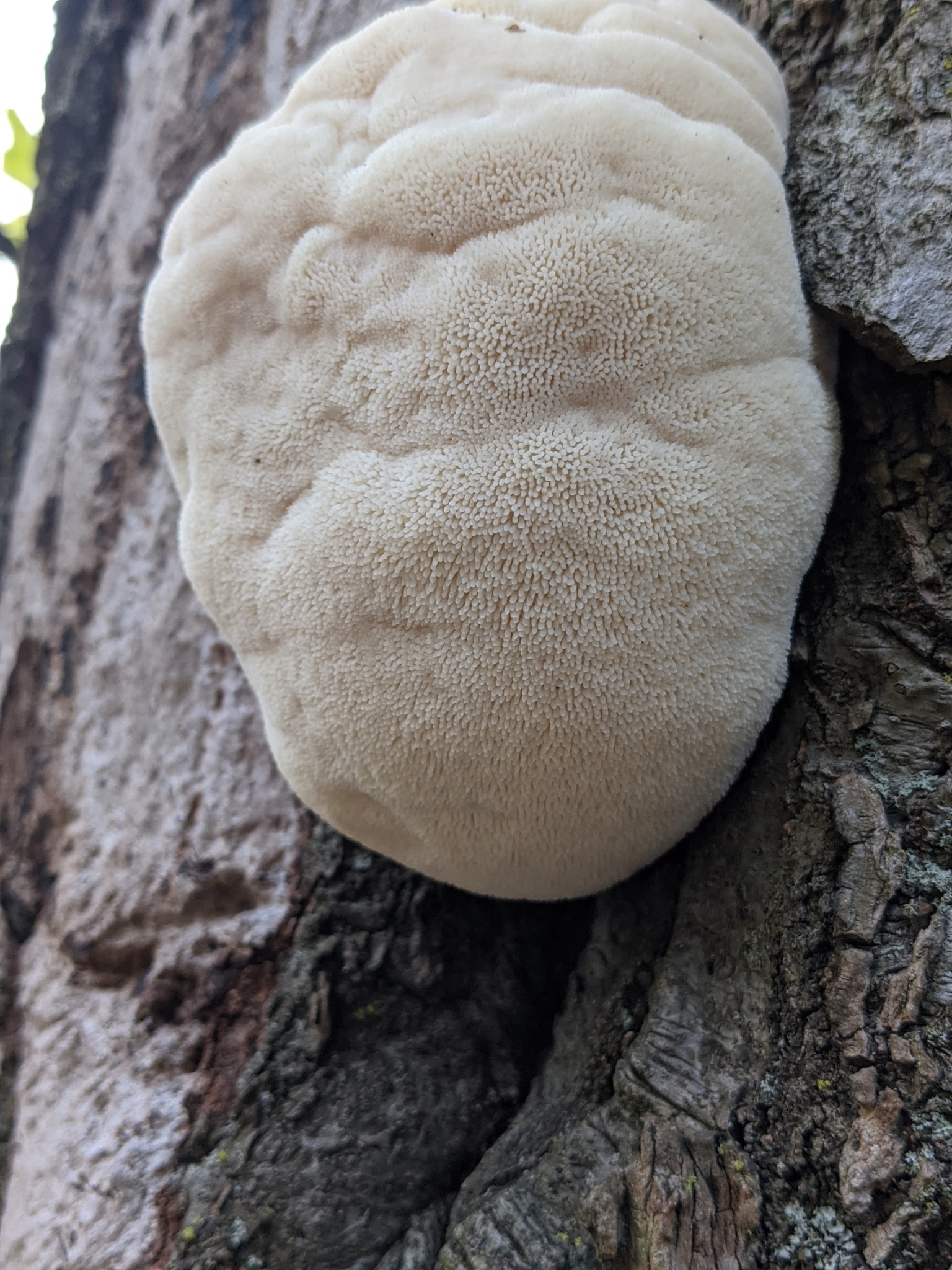Lion's mane mushroom (Hericium erinaceus) with white cascading spines growing on a tree