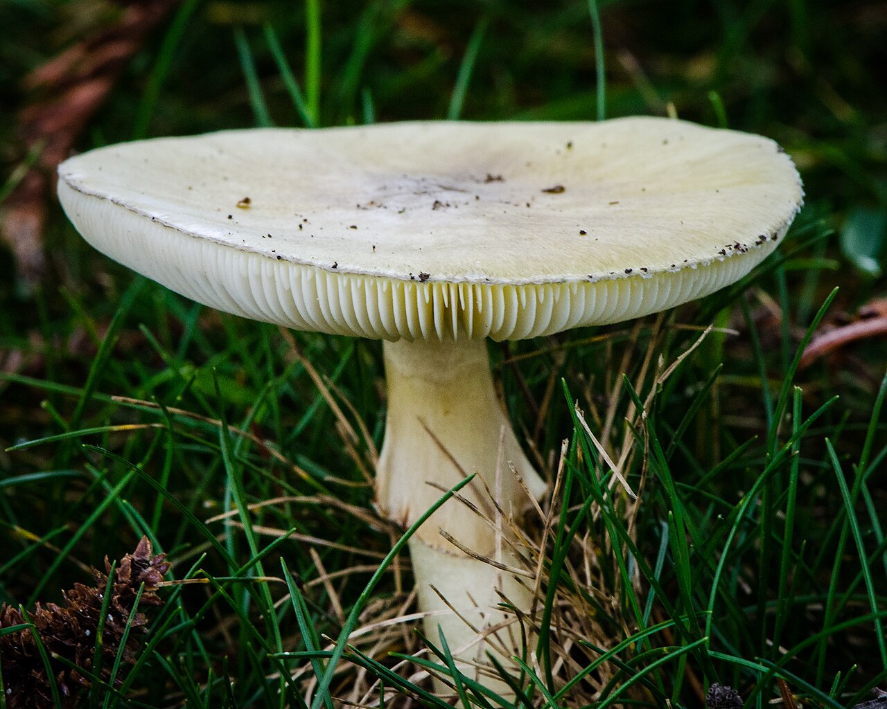 Amanita phalloides (Death Cap) — greenish-yellow cap, deadly poisonous