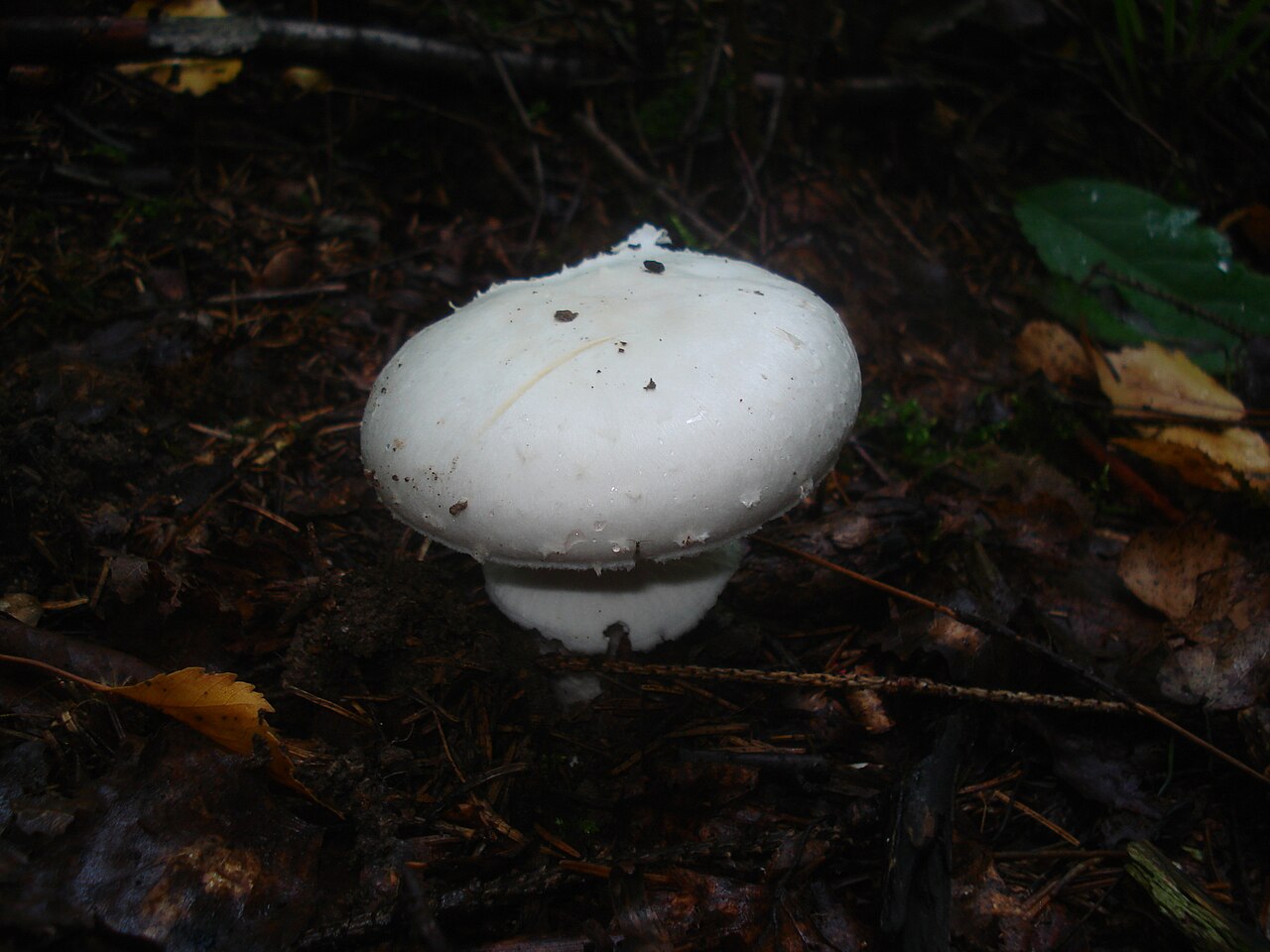Amanita virosa (destroying angel), a pure white deadly mushroom growing in woodland