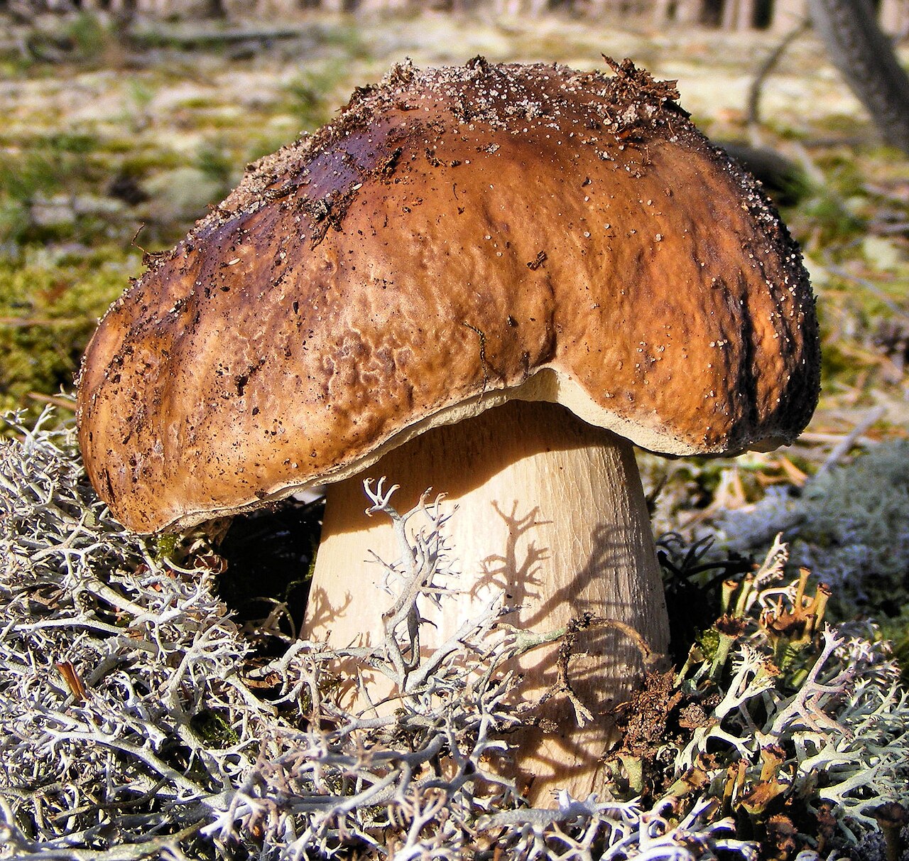 Boletus edulis (porcini) growing on the forest floor in a European woodland