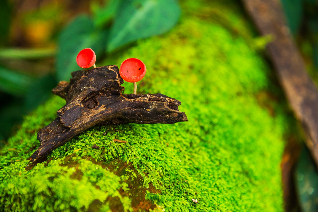 Cookeina sulcipes, a bright cup fungus growing on tropical forest wood among mosses