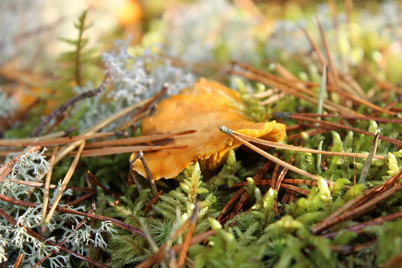 Golden chanterelle mushroom growing among moss on a northern forest floor