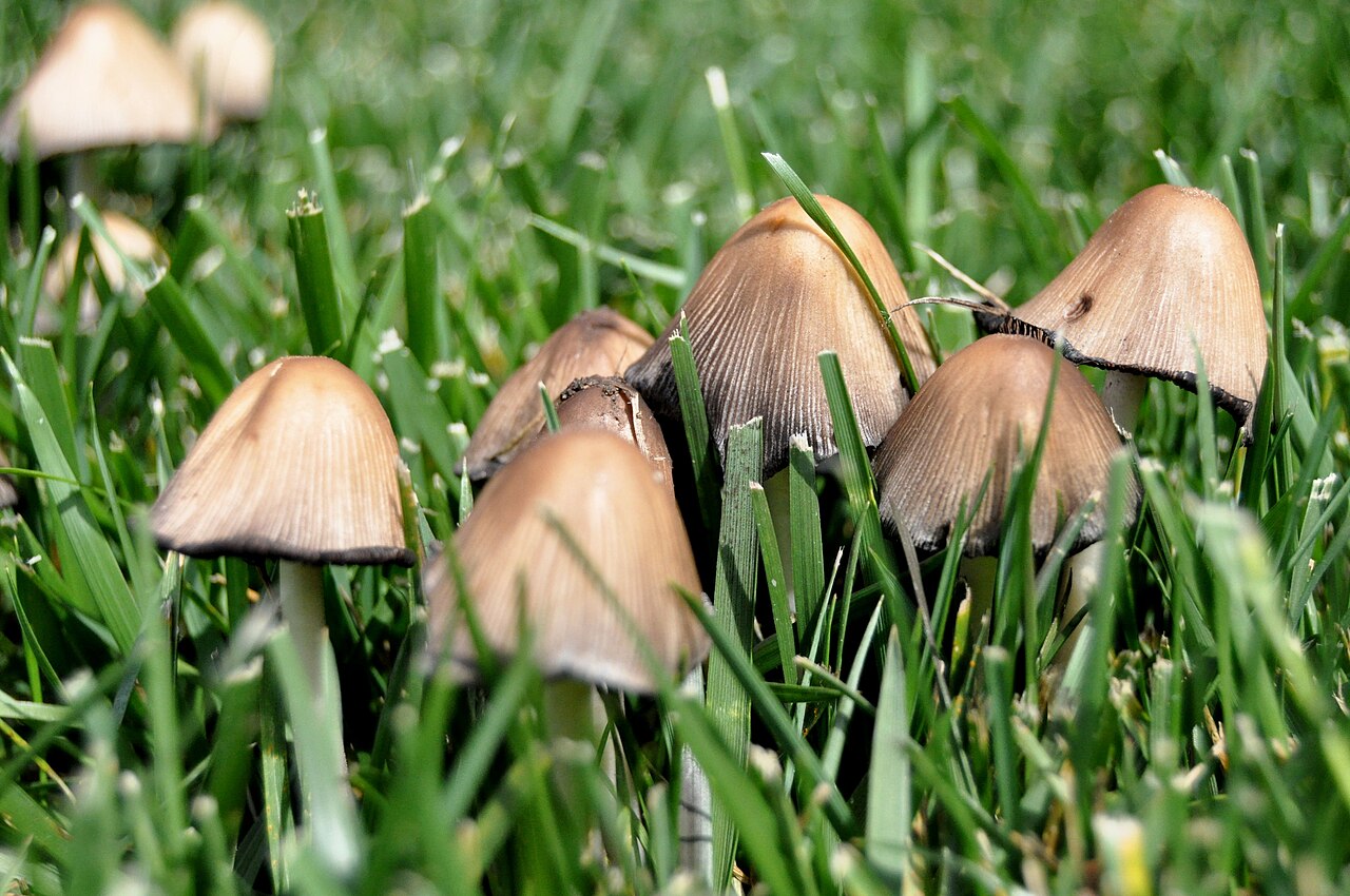 Small mushrooms growing in green grass on a residential lawn