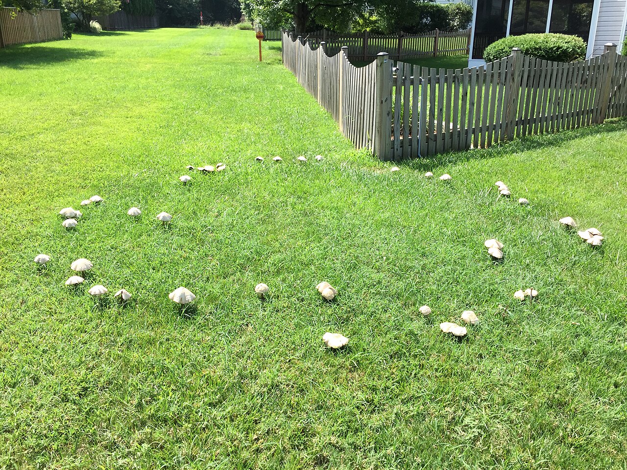 A fairy ring of mushrooms growing in a circle on a residential lawn