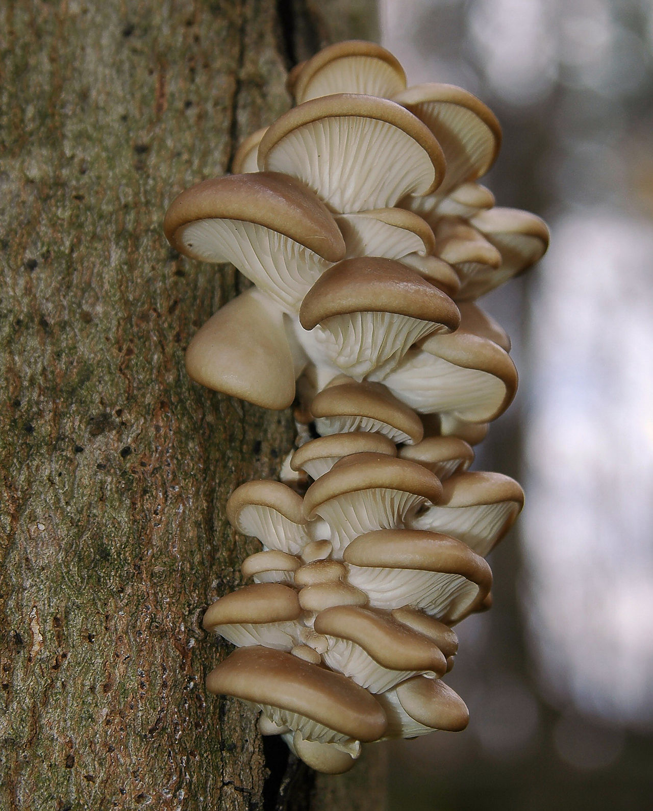 Cluster of oyster mushrooms (Pleurotus ostreatus) growing on a fallen log in the wild