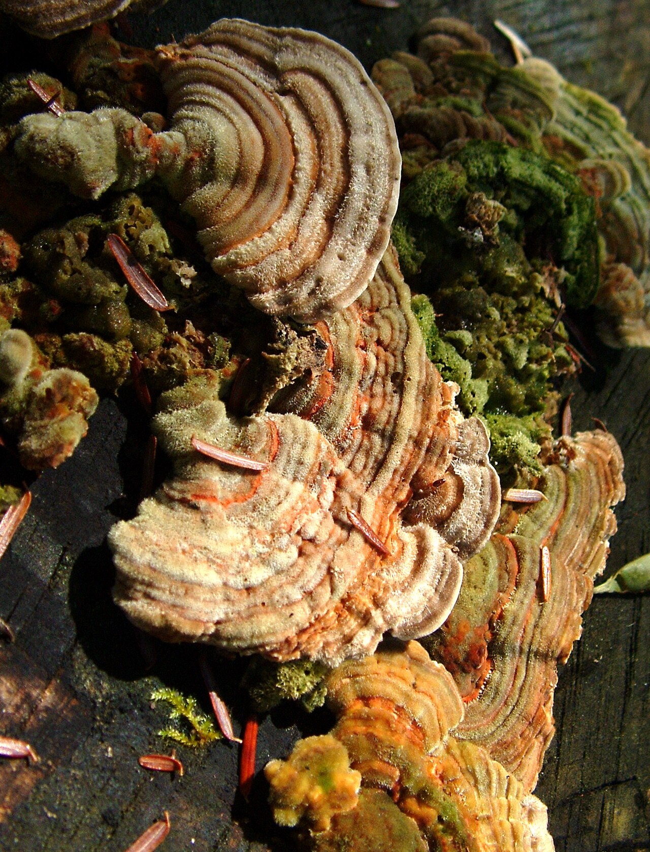 Colorful turkey tail mushrooms (Trametes versicolor) with concentric bands of brown, tan, and cream growing on wood
