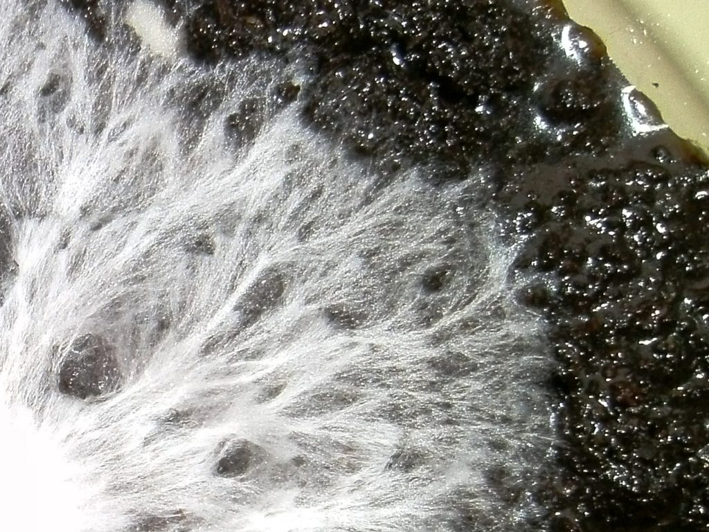 White oyster mushroom mycelium colonizing coffee grounds in a growing container, demonstrating fungal substrate colonization