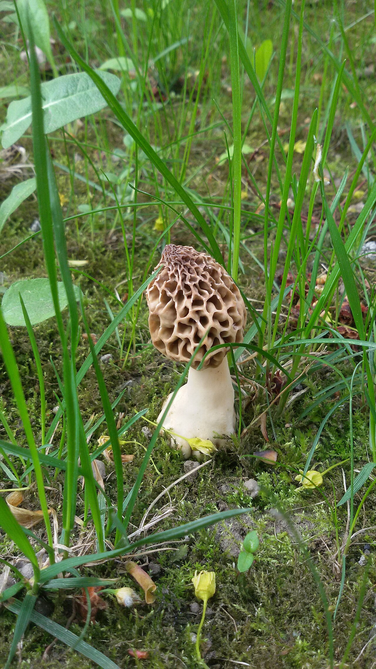 A morel mushroom showing its distinctive honeycomb-patterned cap with deep pits and ridges