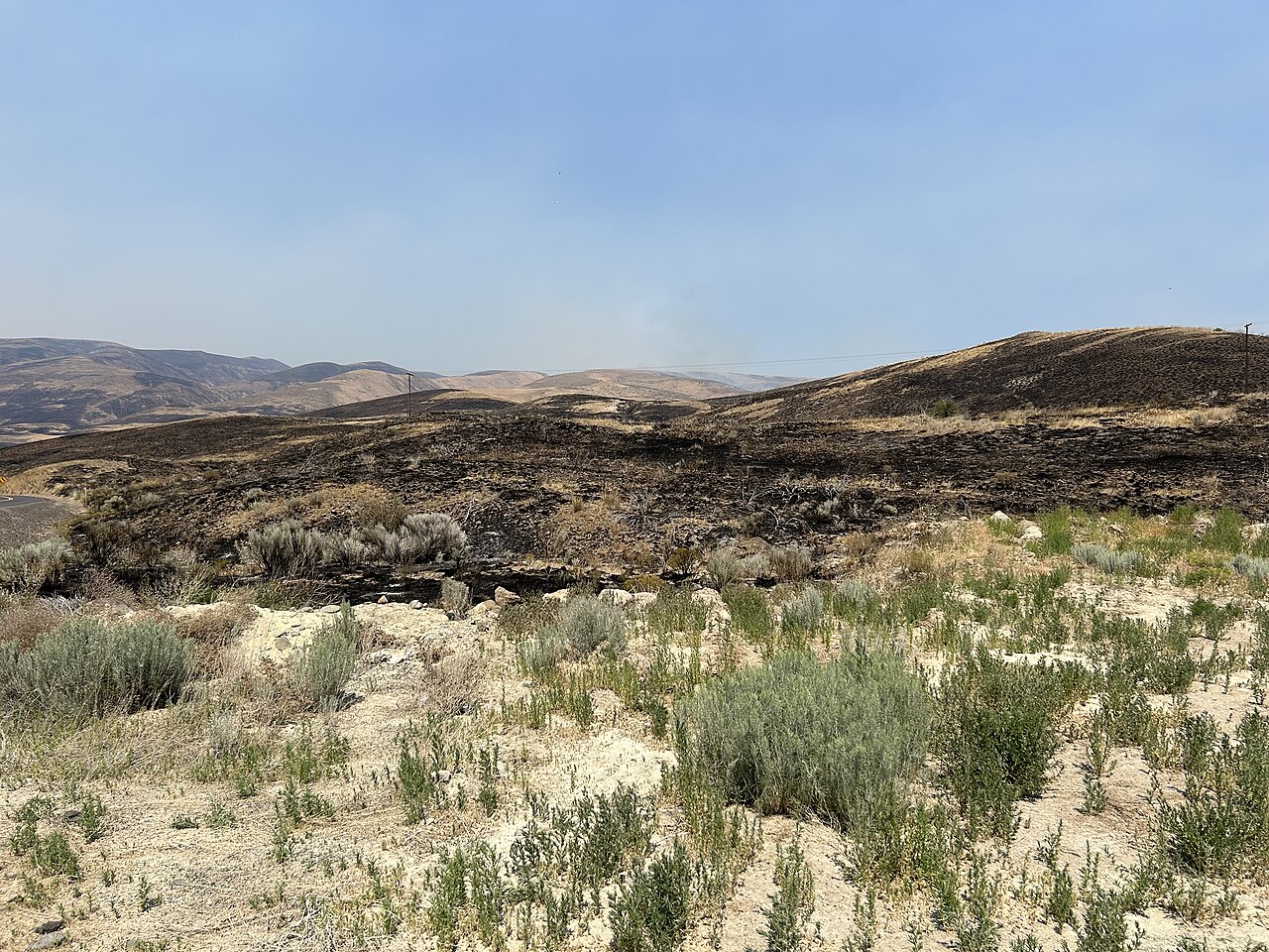 Charred landscape after a wildfire with blackened tree trunks standing against the sky