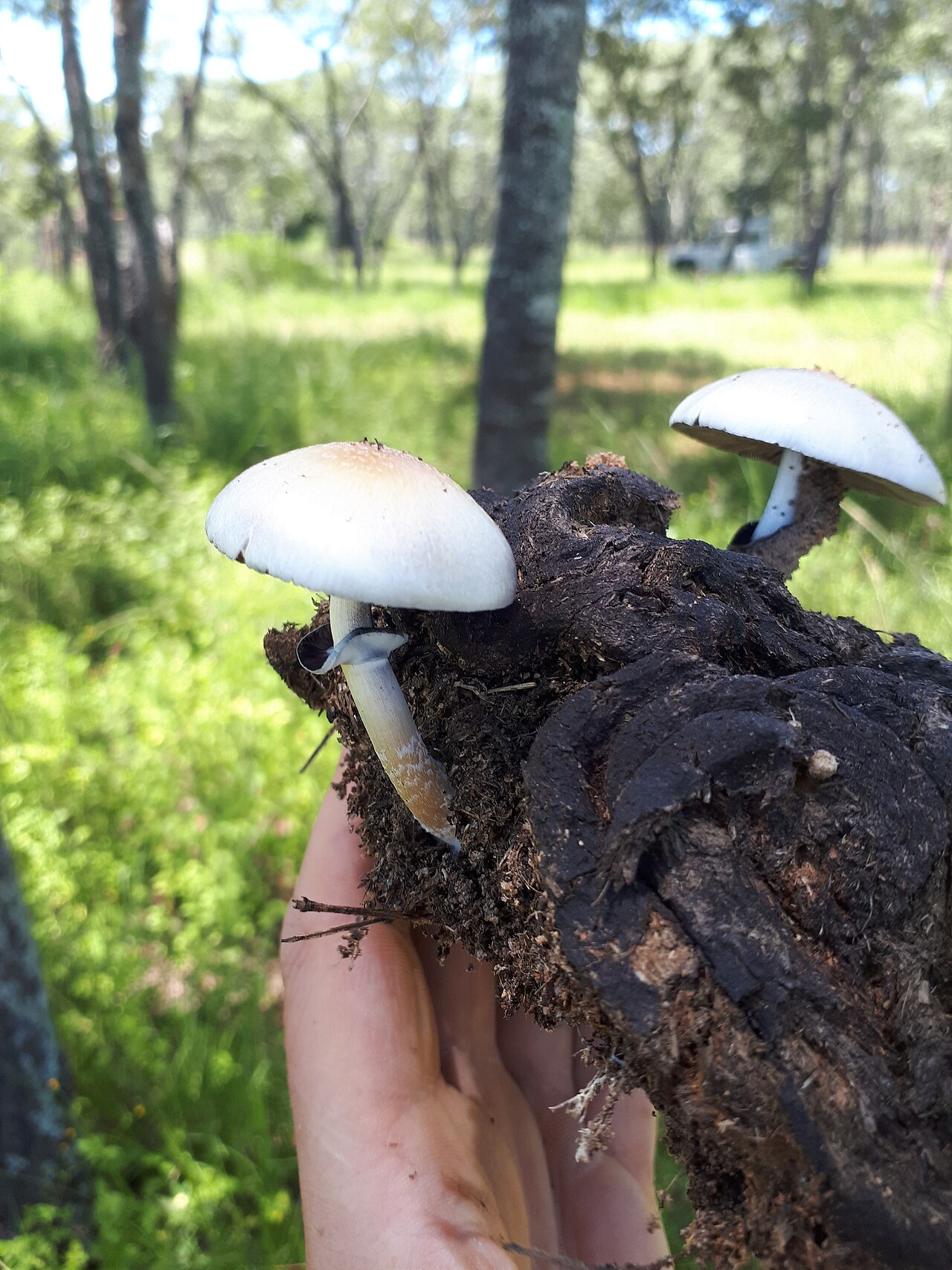 Psilocybe cubensis mushrooms growing from cow dung in Zimbabwe, showing golden-brown caps and white stems