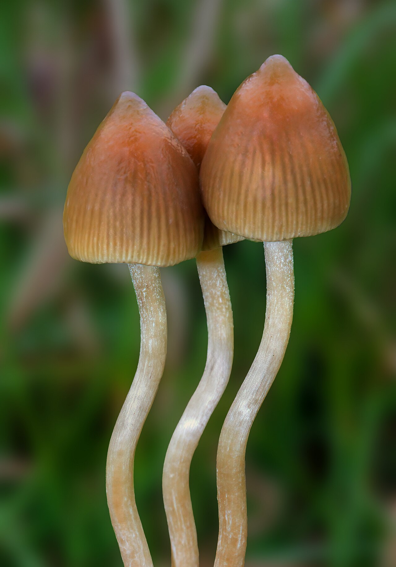 Psilocybe semilanceata liberty cap mushroom with its distinctive pointed conical cap and slender stem