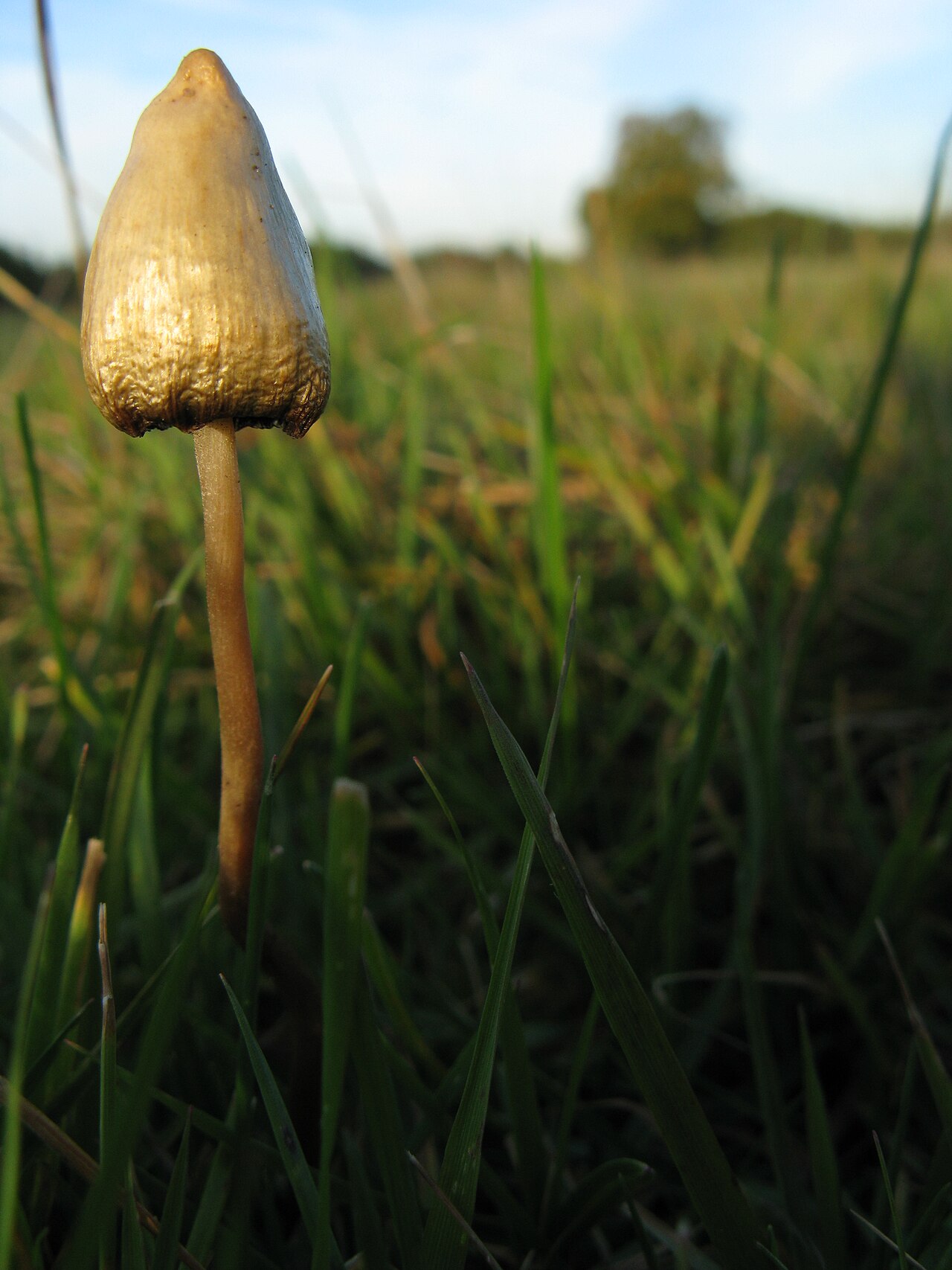 A single Psilocybe semilanceata liberty cap mushroom growing in a grassy field