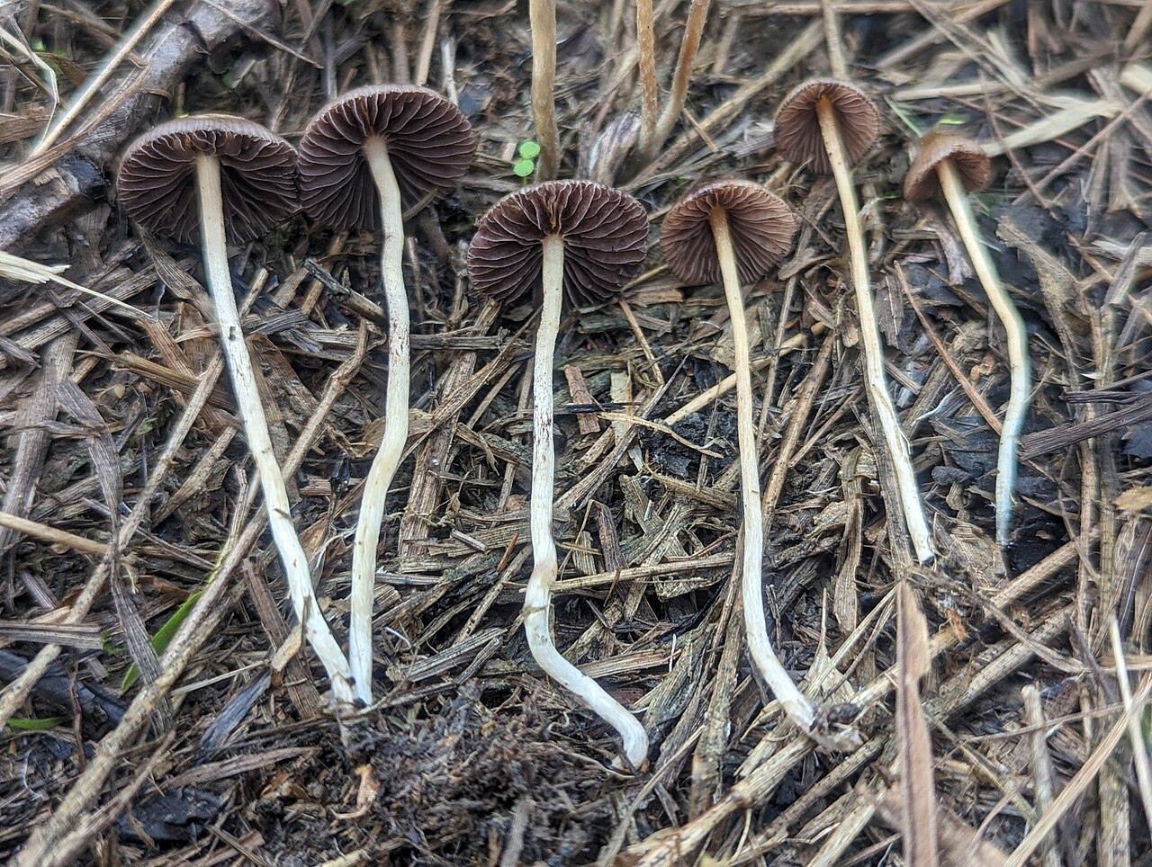 Psilocybe semilanceata (liberty cap) mushrooms growing in grass