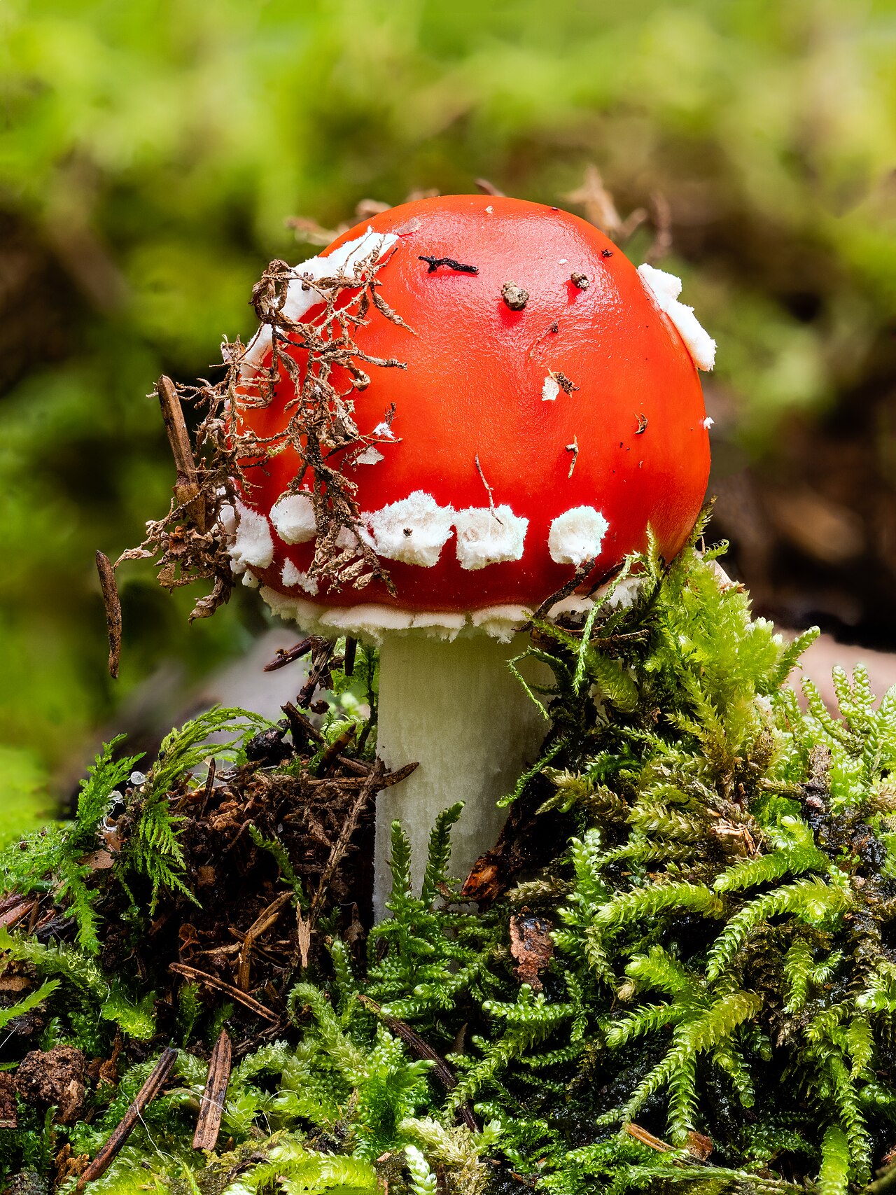 Amanita muscaria (fly agaric) with bright red cap and white spots on a forest floor