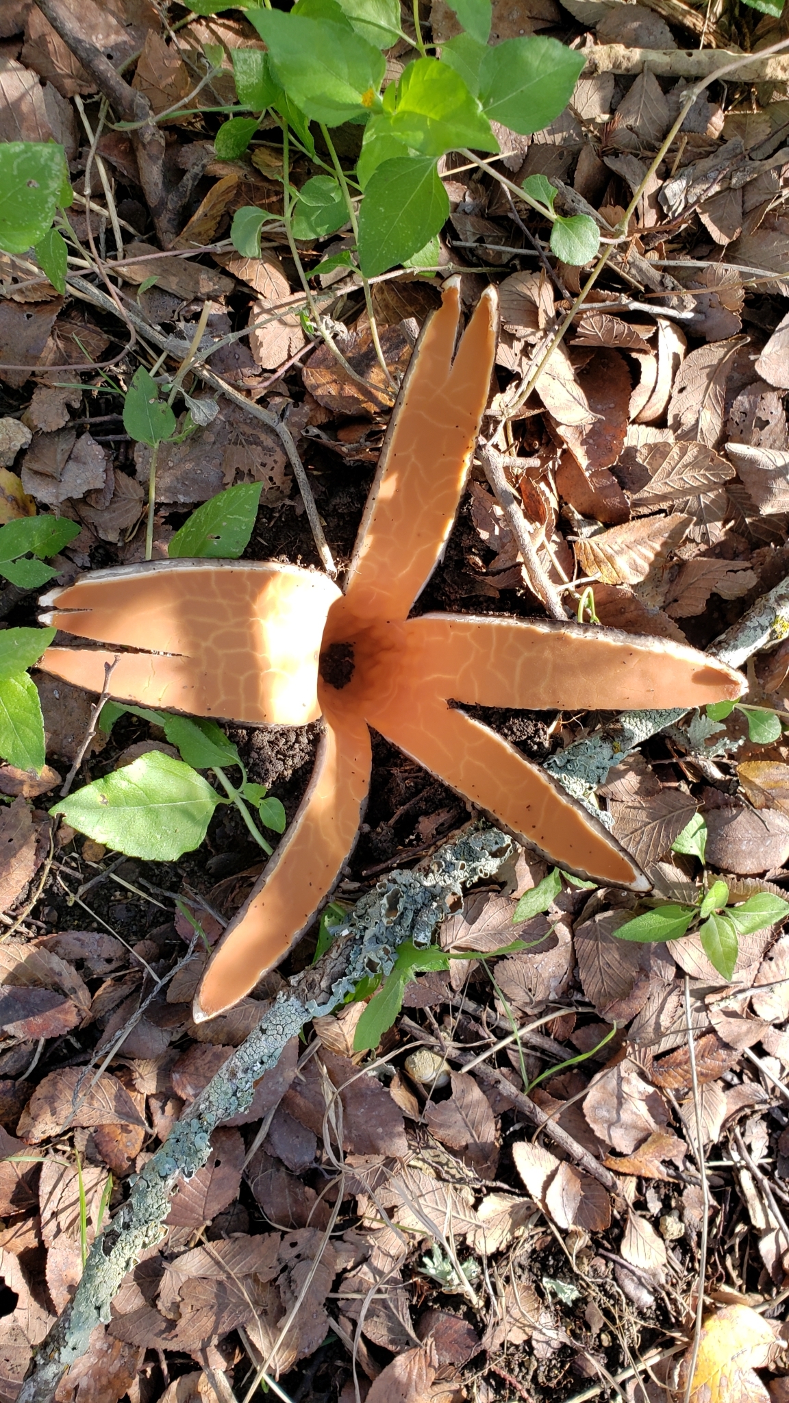 Chorioactis geaster (Devil's Cigar) split open into a star shape on the forest floor in Texas